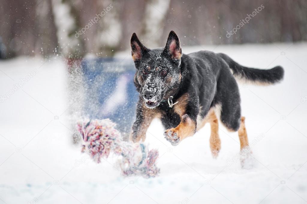 german shepherd running to catch a toy in winter