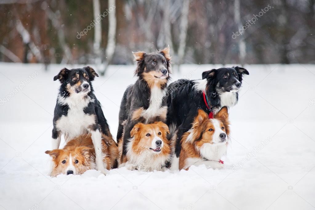 six border coolie dogs portrait in winter