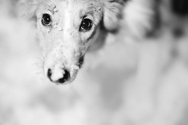 köpek portre siyah ve beyaz