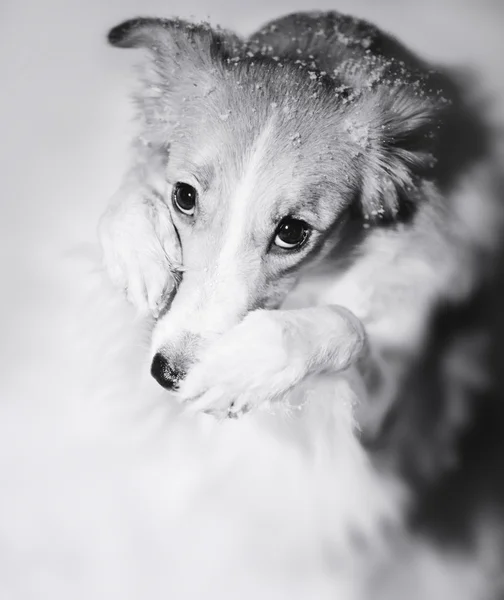 As patas do cão fecham seu focinho — Fotografia de Stock