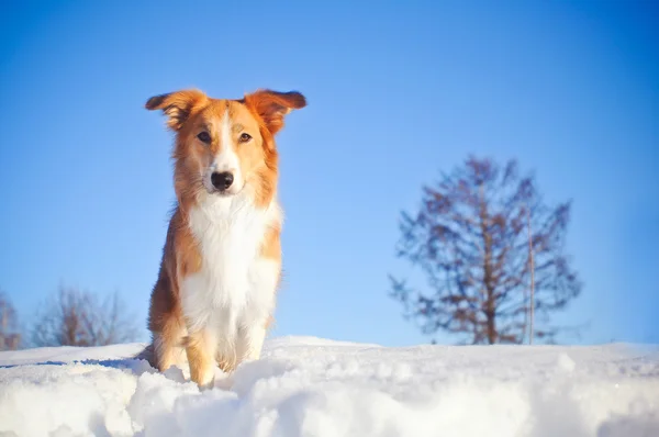 Anjing perbatasan collie di musim dingin — Stok Foto