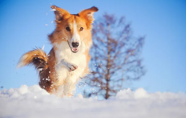 ชายแดนสุนัข Collie เล่นในฤดูหนาว — ภาพถ่ายสต็อก