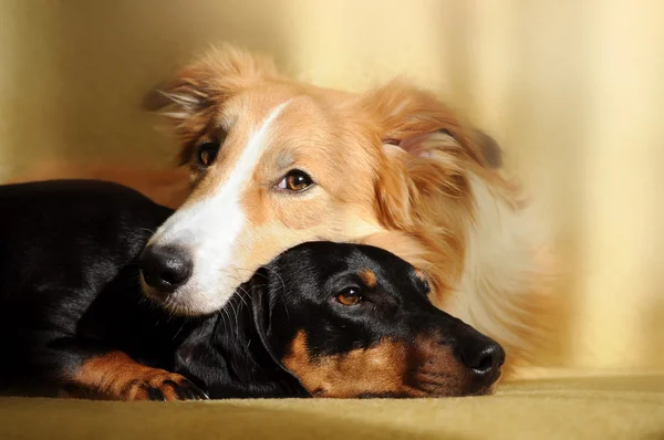 Iki sevimli köpek rüya — Stok fotoğraf