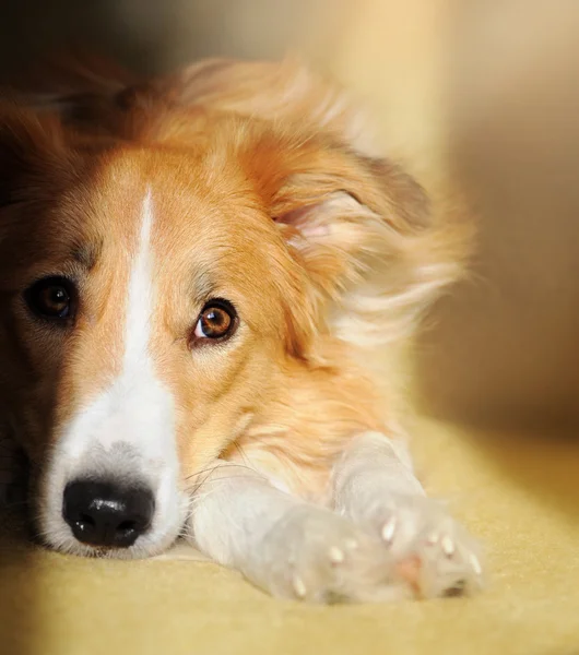 Симпатичная собака пограничного колли, мечтающая — стоковое фото