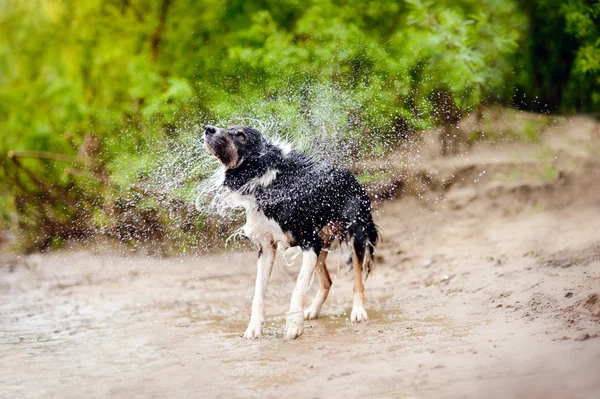 Gränsen collie hund skakar — Stockfoto
