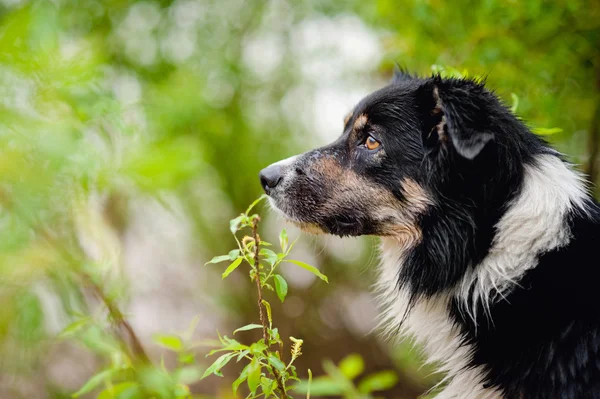 Frontière collie chien portrait — Photo