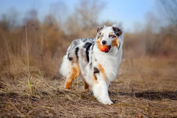 Beautiful Australian Shepherd walking — Stock Photo, Image