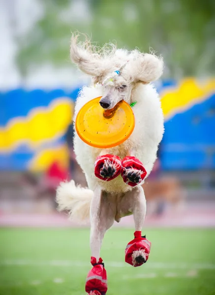 Frisbee poodledog fånga — Stockfoto