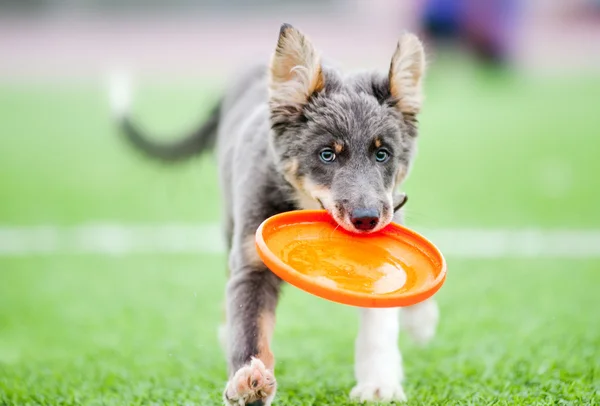 Poco frontera collie cachorro corriendo — Foto de Stock