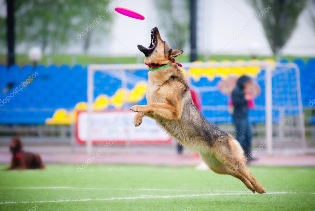 german shepherd frisbee