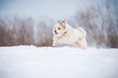 çalışan kıvırcık komik köpek