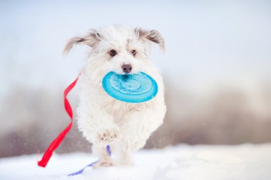 Kameranın doğru çalışan kıvırcık komik köpek
