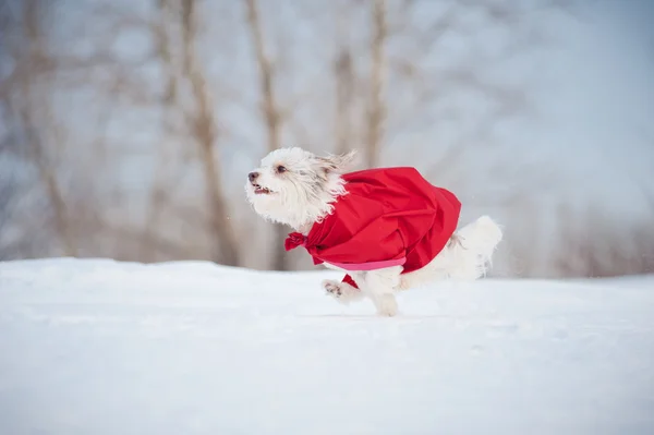 Lustiger lockiger Superhund läuft — Stockfoto