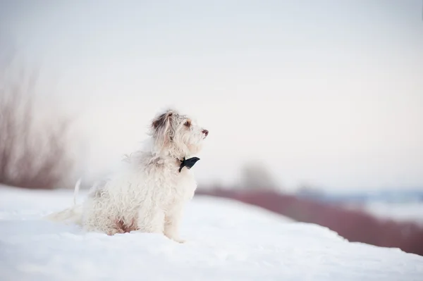 Elegant cute dog wearing a tie dreaming