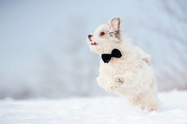 Élégant chien mignon portant une cravate rêvant — Photo