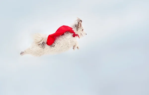 Lustige lockige Superhund fliegen — Stockfoto