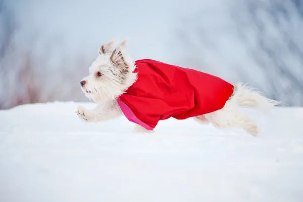 Funny curly super dog running — Stock Photo, Image