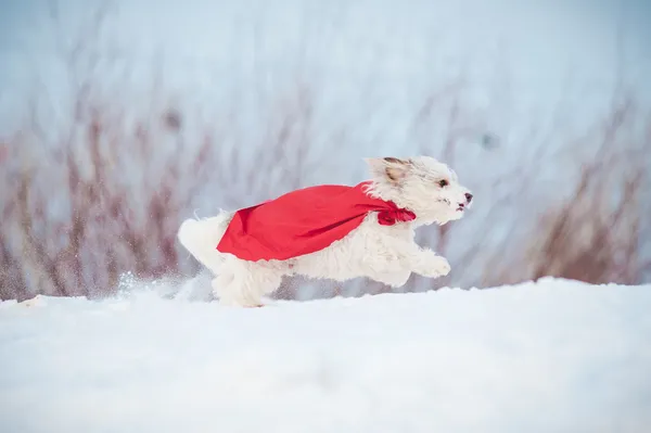 Αστεία σγουρά σούπερ σκύλος τρέχει — Φωτογραφία Αρχείου