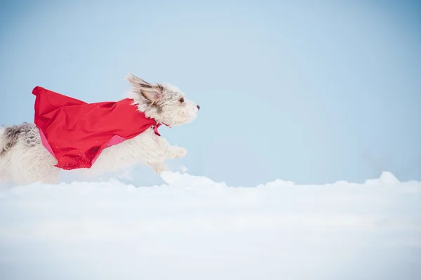 Engraçado encaracolado super cão correndo — Fotografia de Stock