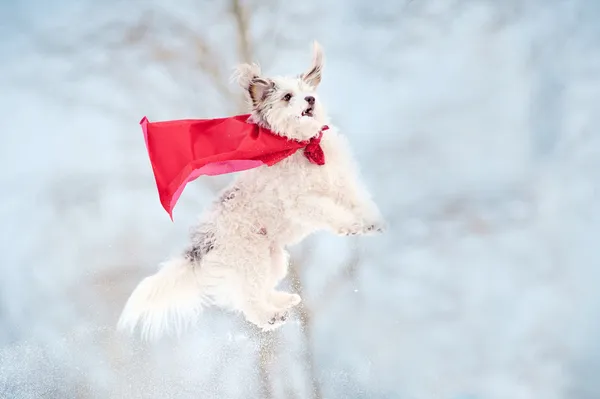 Funny curly super dog flying — Stock Photo, Image