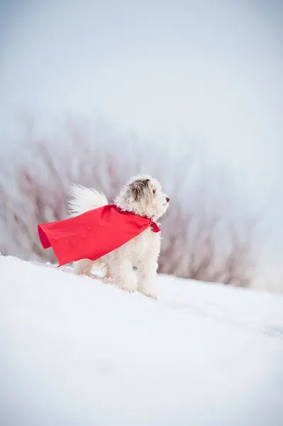 Divertido rizado super perro — Foto de Stock