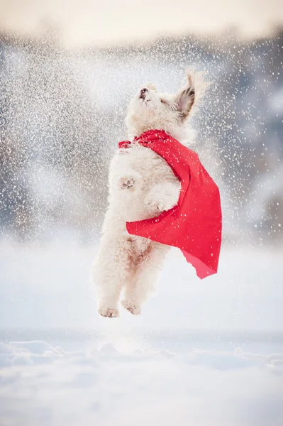 Divertido rizado super perro volando — Foto de Stock
