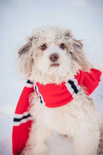 Roztomilý pes nosí šátek — Stock fotografie