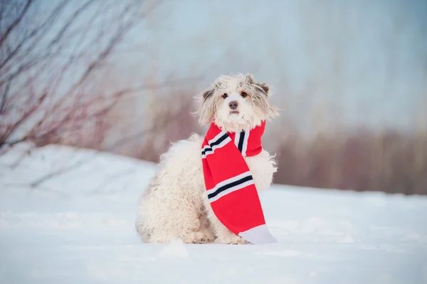 Lindo perro usando la bufanda — Foto de Stock
