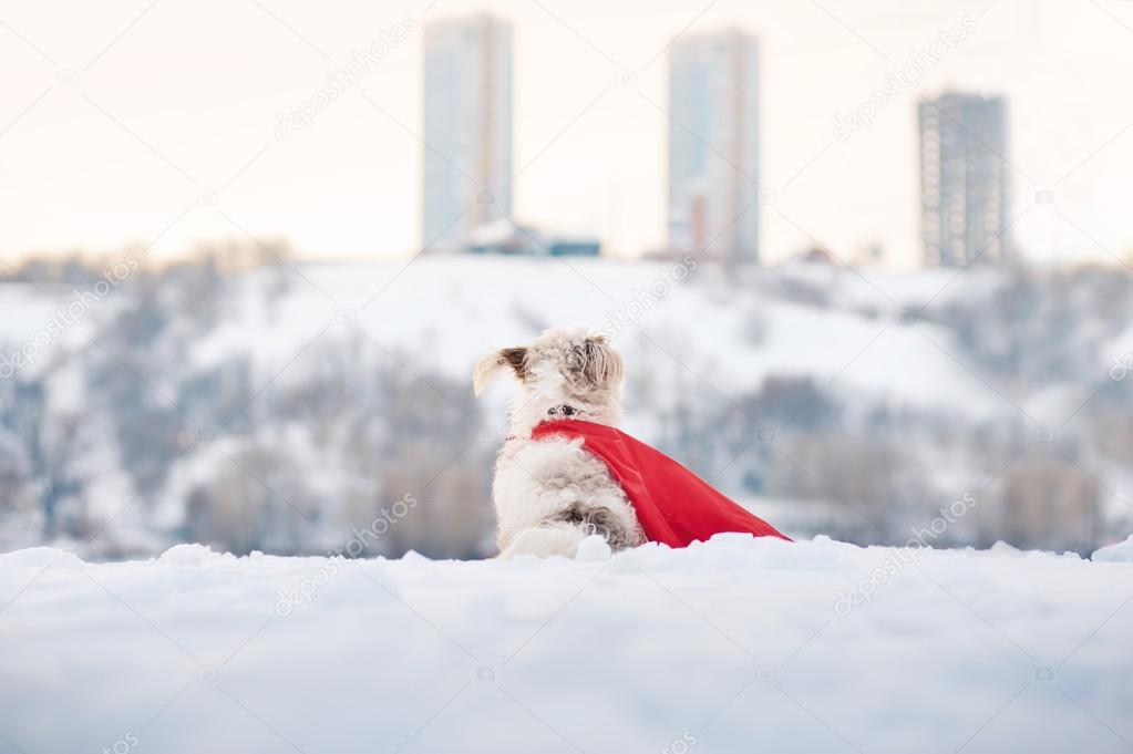 funny curly super dog looks at the city