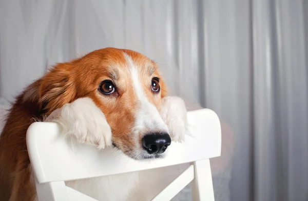 Fronteira collie cão retrato no estúdio — Fotografia de Stock