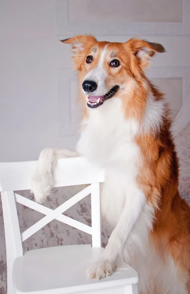 Border Collie Hundeporträt im Atelier — Stockfoto