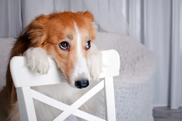 Border Collie Hundeporträt im Atelier — Stockfoto