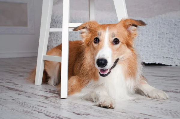 Border Collie Hundeporträt im Atelier — Stockfoto