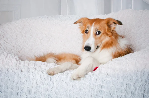 Frontière collie chien portrait en studio — Photo