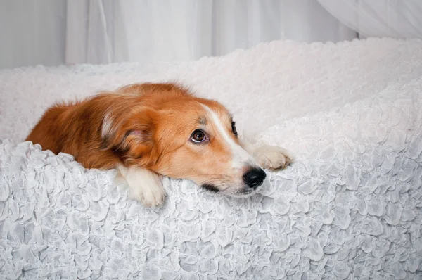 Border collie dog portrait in studio — Stock Photo, Image