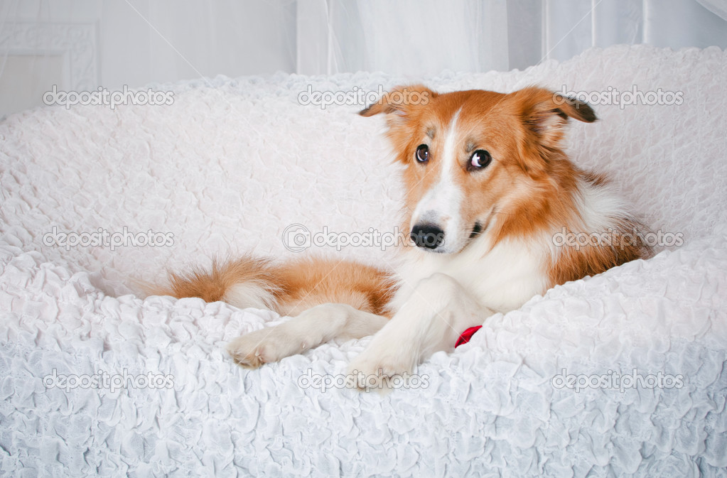 border collie dog portrait in studio