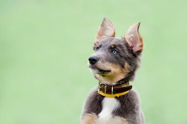 Blue border collie puppy portrait — Stock Photo, Image