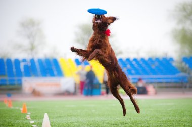 Frizbi İrlandalı setter yakalamak