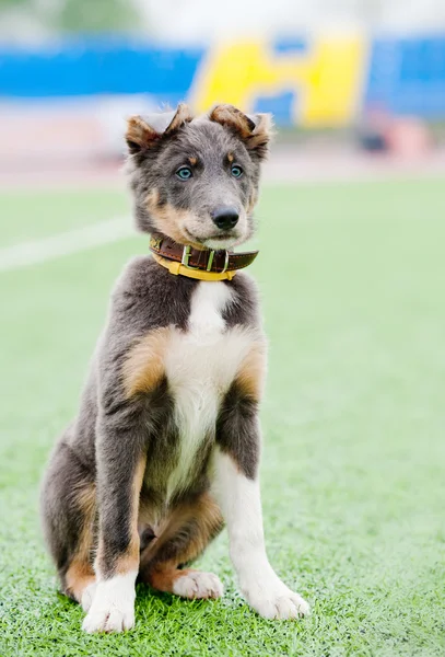Blue border collie puppy — Stock Photo, Image