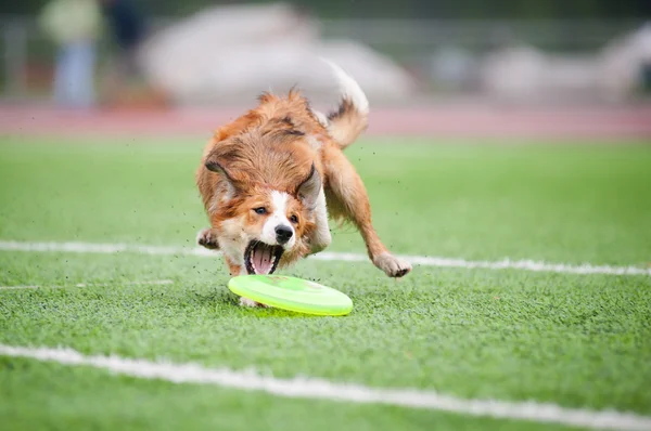 Frontera collie captura disco — Foto de Stock