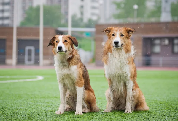 Två sobel border collie hundar — Stockfoto