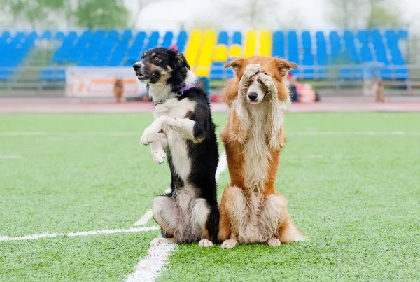 Dos frontera collie perros espectáculo truco — Foto de Stock