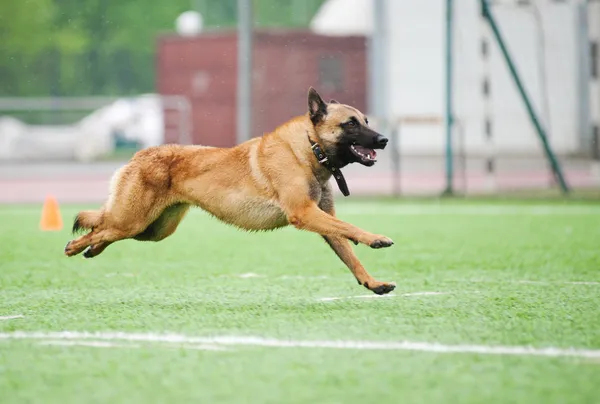 Engraçado pastor belga Malinois cão correndo — Fotografia de Stock