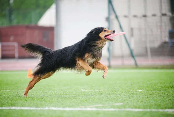 Chod 犬キャッチ ディスク — ストック写真