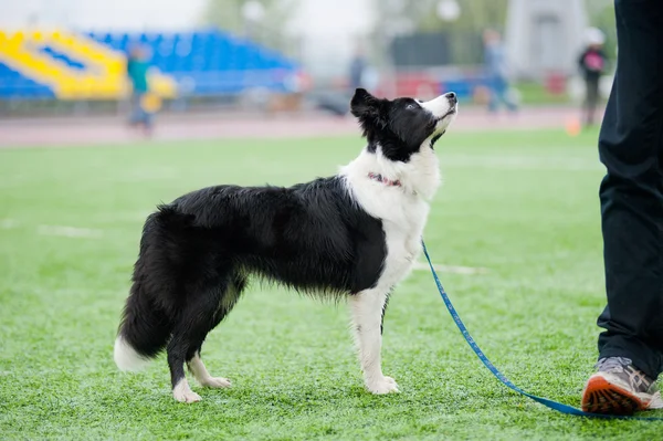 Gränsen collie hund — Stockfoto