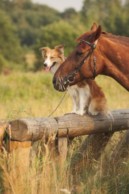 Kırmızı kenar kömür ocağı köpek ve at