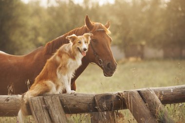 Kırmızı kenar kömür ocağı köpek ve at