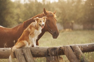 Red border collie dog and horse clipart