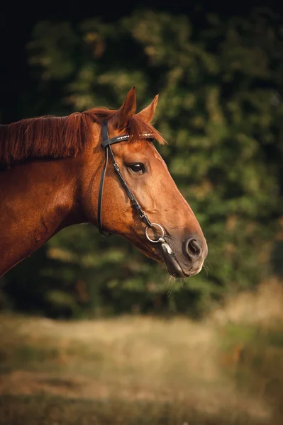 Horse portrait in summer — Stock Photo, Image