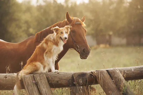 Czerwony border collie pies i koń — Zdjęcie stockowe